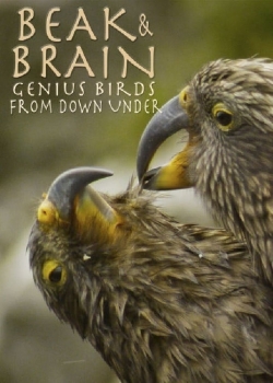 watch-Beak & Brain - Genius Birds from Down Under